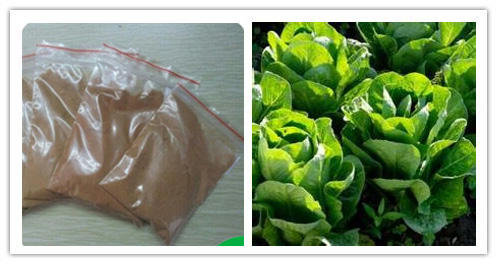 Wild lettuce extract