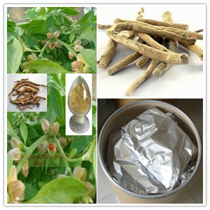 Withania Radix (Ashwagandha) Extract Withania Radix (Ashwagandha) Extract