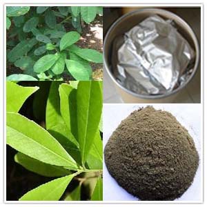 Yerba Mate Extract Yerba Mate Extract