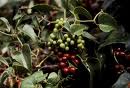 Zarzaparilla (Smilax aspera L) Zarzaparilla (Smilax aspera L)