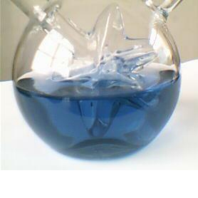 Gardenia blue Gardenia blue