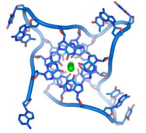 Human telomerase Human telomerase