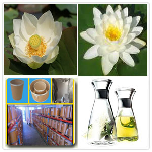 lotos (Nelumbo) essential oil lotos (Nelumbo) essential oil