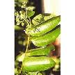 Vasak extract Vasak extract